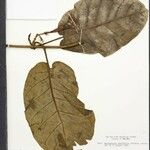 Macropharynx spectabilis Лист