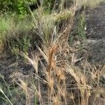 Secale sylvestre Fruto