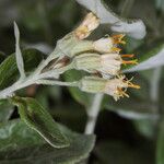 Luina hypoleuca Flower