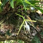 Epidendrum nocturnum ᱵᱟᱦᱟ