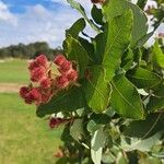 Angophora hispida Bloem