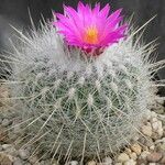 Thelocactus macdowellii Агульны выгляд