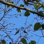 Alnus cordata Fruit