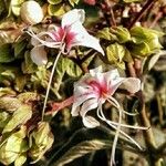 Rhododendron periclymenoides Blüte