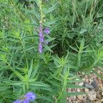 Scutellaria baicalensis Flor