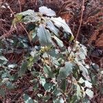 Cistus laurifolius Blad