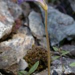 Orobanche uniflora Cvet