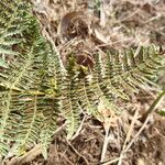 Pteridium capense 葉