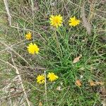 Scorzoneroides autumnalis Flower