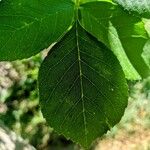 Fraxinus latifolia Leaf