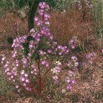 Phacelia linearis Habitus