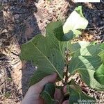 Annona crassiflora Blad