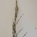 Eragrostis racemosa Kvet