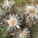 Carlina acaulis Plante entière