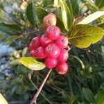 Sorbus chamaemespilus Frukto