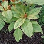 Amaranthus cruentus Blad