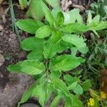 Lysimachia punctata Leaf