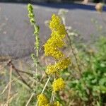 Galium verumFlower