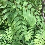 Sorbaria kirilowii পাতা