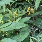 Lysimachia vulgaris Leaf