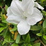 Rhododendron × pulchrum
