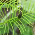 Ipomoea quamoclit Feuille