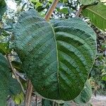 Palicourea rigida Leaf
