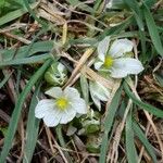 Ornithogalum sigmoideum 花