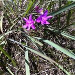 Calopogon tuberosus Flor