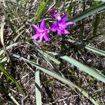 Calopogon tuberosus Kvet