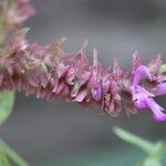 Salvia canariensis Blüte