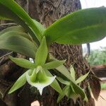 Angraecum eichlerianumBlomst