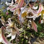 Lilium regale Çiçek