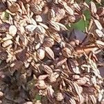 Thalictrum flavum Fruit