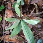 Dracaena arborea Hoja