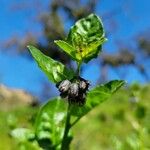 Solanum umbelliferum Květ