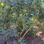 Rotheca myricoides आदत