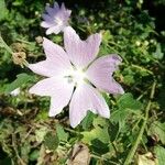 Lavatera thuringiaca Virág