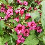 Weigela florida Fleur