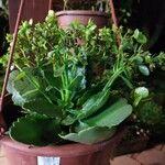 Kalanchoe blossfeldianaFoglia