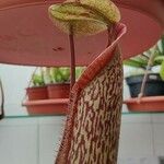 Nepenthes mirabilis Blatt