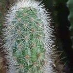 Haageocereus decumbens List
