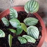 Peperomia argyreia Folha