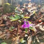 Cardamine glanduligera Flors