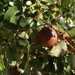 Quercus faginea Egyéb
