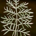 Artemisia insipida Hostoa