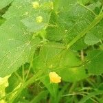 Sida cordata Frunză