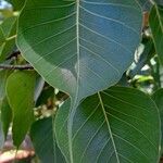 Ficus religiosa Folha