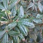 Rhododendron yakushimanum Leaf