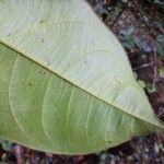 Buchenavia guianensis Leaf